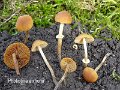 Pholiotina arrhenii-amf2115